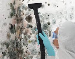 Why You Should Choose Our Mold Remediation Services in San Bernardino, CA